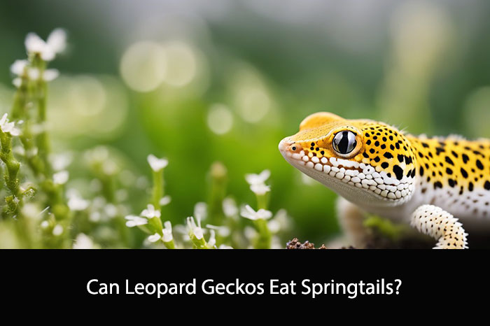 Can Leopard Geckos Eat Springtails