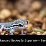 Can Leopard Geckos Eat Super Worm Beetles