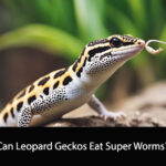 Can Leopard Geckos Eat Super Worms