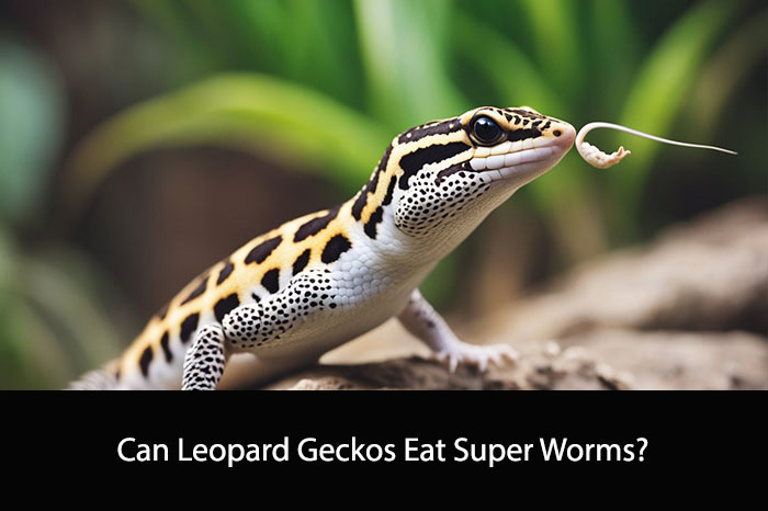 Can Leopard Geckos Eat Super Worms