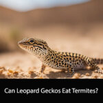 Can Leopard Geckos Eat Termites