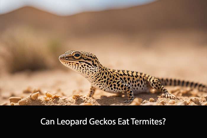 Can Leopard Geckos Eat Termites