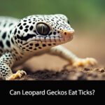 Can Leopard Geckos Eat Ticks