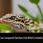 Can Leopard Geckos Eat Wild Crickets