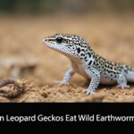 Can Leopard Geckos Eat Wild Earthworms