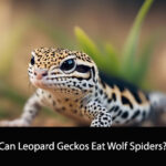 Can Leopard Geckos Eat Wolf Spiders