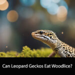 Can Leopard Geckos Eat Woodlice