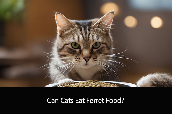 Can Cats Eat Ferret Food