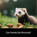 Can Ferrets Eat Almonds