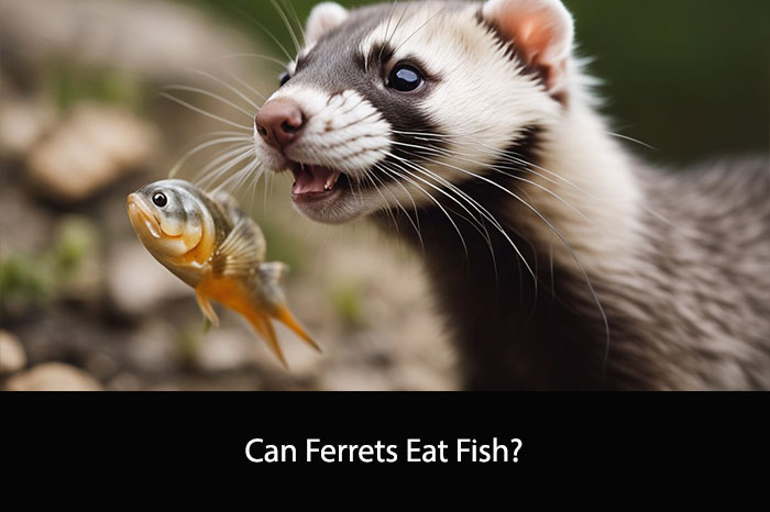 Can Ferrets Eat Fish