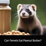 Can Ferrets Eat Peanut Butter