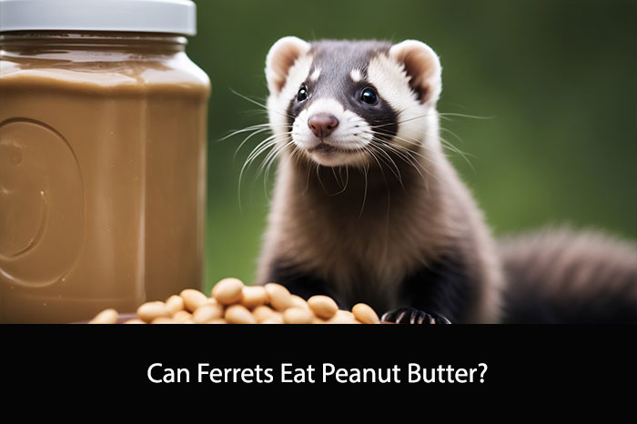 Can Ferrets Eat Peanut Butter