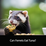 Can Ferrets Eat Tuna