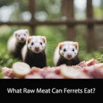 What Raw Meat Can Ferrets Eat