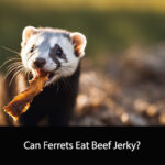 Can Ferrets Eat Beef Jerky