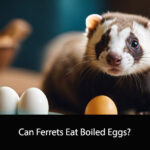 Can Ferrets Eat Boiled Eggs