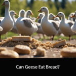 Can Geese Eat Bread
