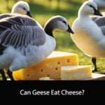 Can Geese Eat Cheese
