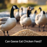 Can Geese Eat Chicken Feed