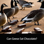 Can Geese Eat Chocolate