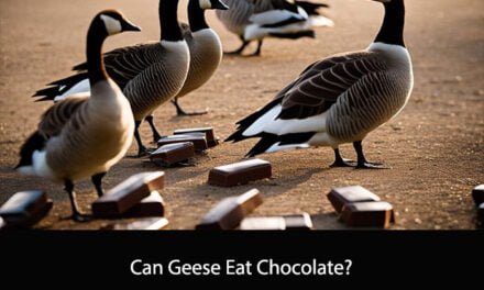 Can Geese Eat Chocolate?