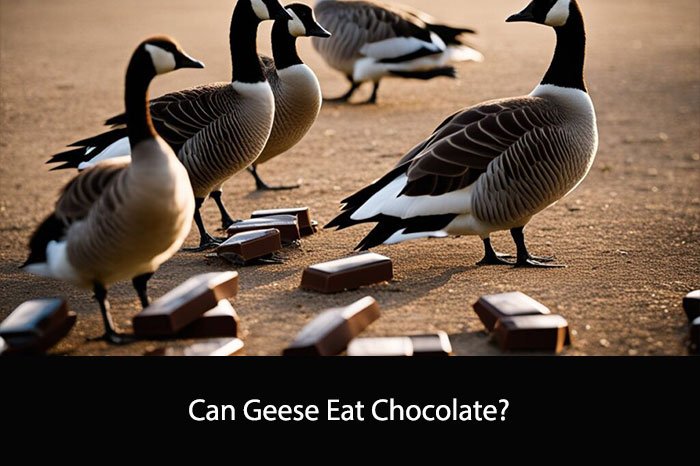 Can Geese Eat Chocolate?