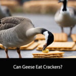 Can Geese Eat Crackers