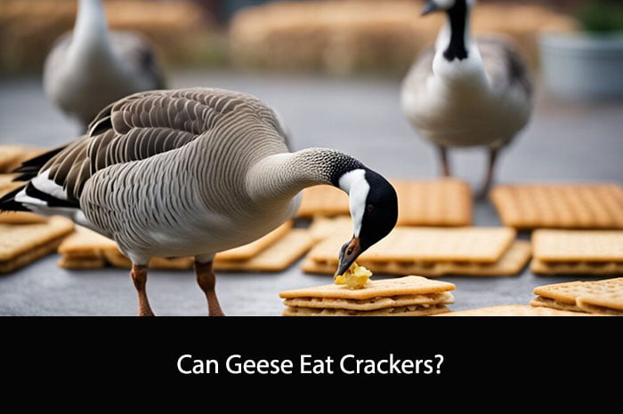 Can Geese Eat Crackers