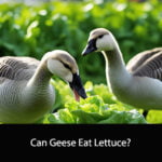 Can Geese Eat Lettuce