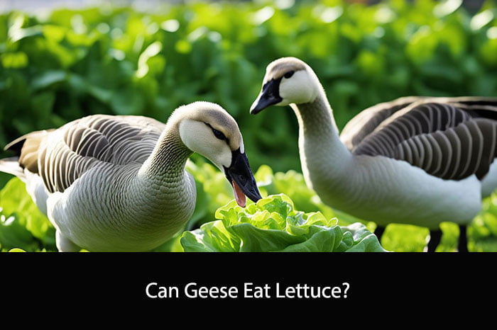 Can Geese Eat Lettuce