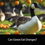 Can Geese Eat Oranges