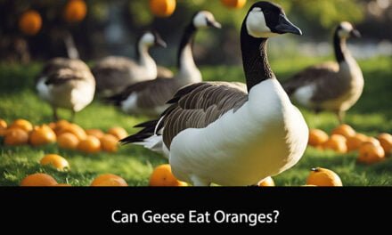 Can Geese Eat Oranges?