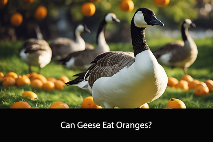 Can Geese Eat Oranges