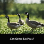 Can Geese Eat Peas