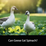 Can Geese Eat Spinach