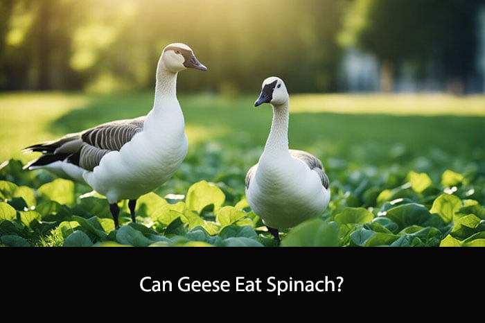 Can Geese Eat Spinach